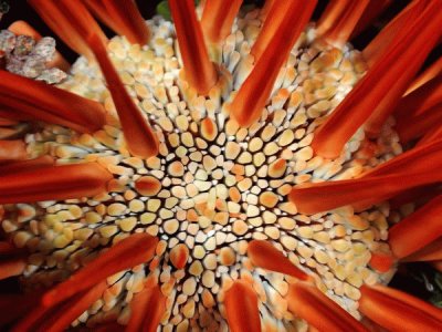 red pencil sea urchin