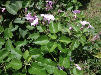 florecitas lilas