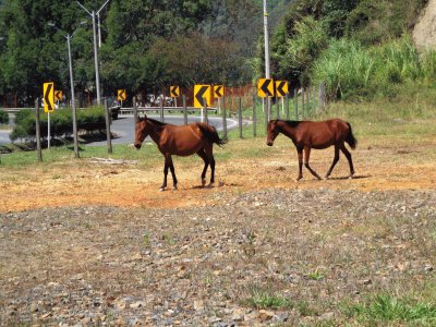 caballos