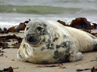 Foca Gris