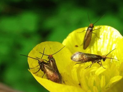 Micropterix Calthella