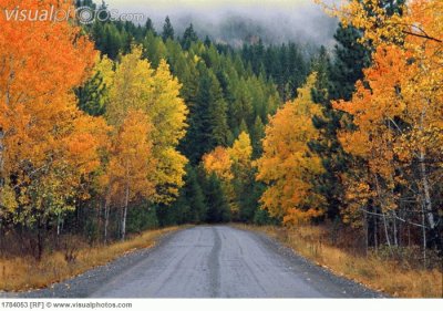 rural road and autumn trees