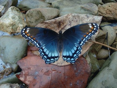 red spotted purple butterfly