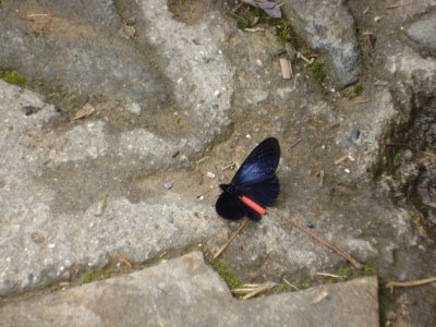 mariposa