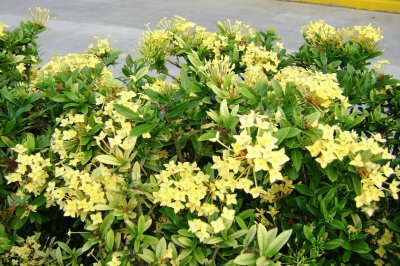 flores de laurel