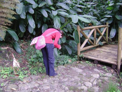 buscando flores