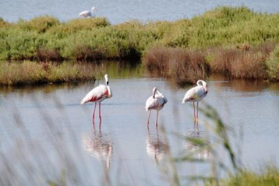 Fenicotteri a Oristano