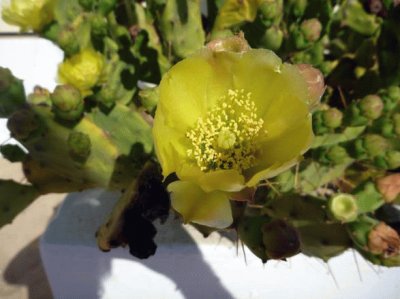 Fiore di cactus