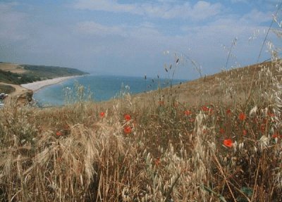 Frumento al mare