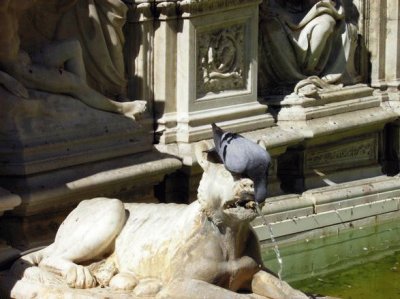 Piccione assetato in piazza del Campo a Siena