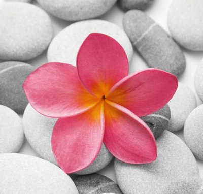 flower on stones