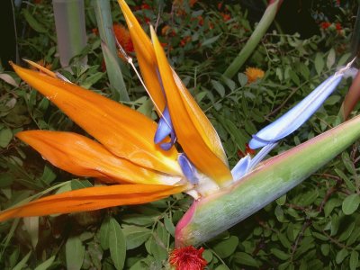 Flor au del paradis