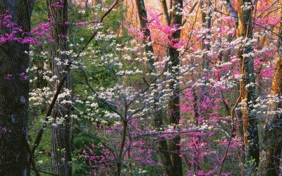 tranquil forest