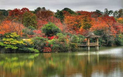 forest and dock