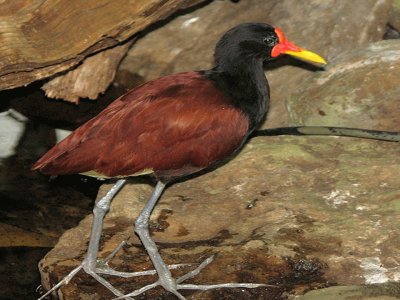 Gallito de Agua de Frente Roja