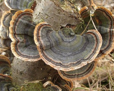 Trametes Versicolor