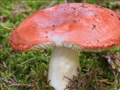 Russula Emetica