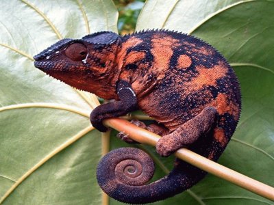 CamaleÃ³n Furcifer