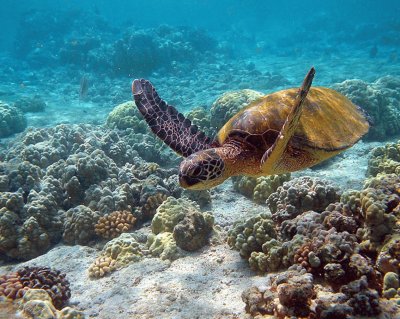 Chelonia Mydas - Hawaii