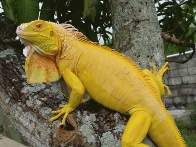 Iguana Amarilla