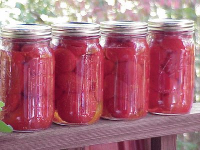 canning the harvest