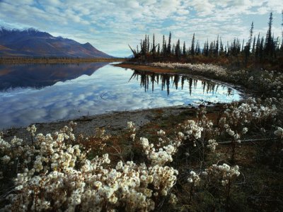 arctic summer