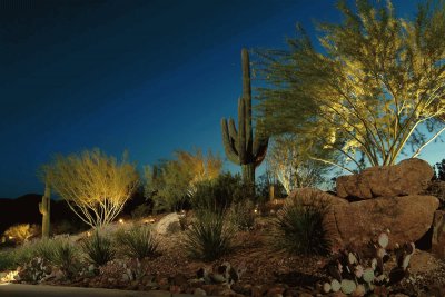 desert landscape