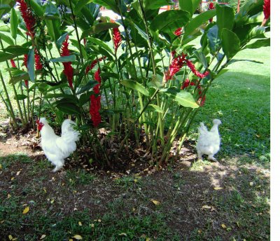 gallinas