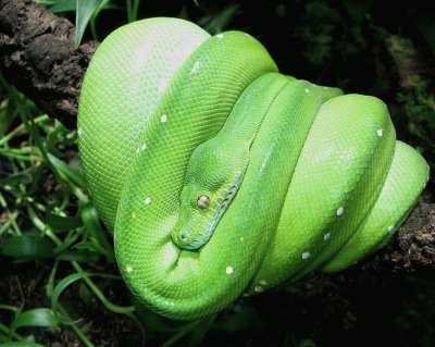 Morelia Viridis - Serpiente ArborÃ­cola.