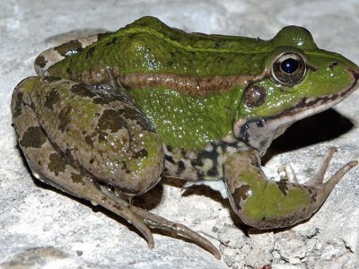 Rana Verde  Comun - EspaÃ±a