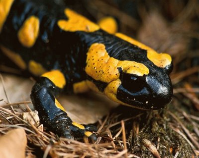 Salamandra ComÃºn