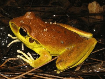 Rana Litoria Wilcoxi - Australia