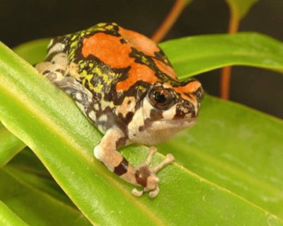 Rana Trepadora de Madagascar