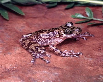 Rana Fantasma de SudÃ¡frica