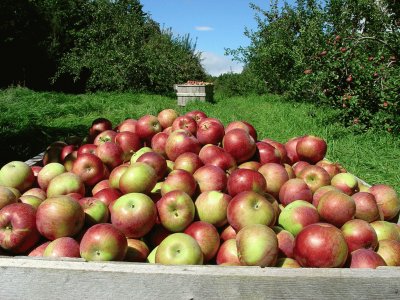 apple harvest