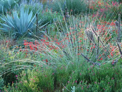 wild grass garden