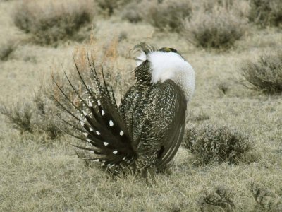 greater sage grouse