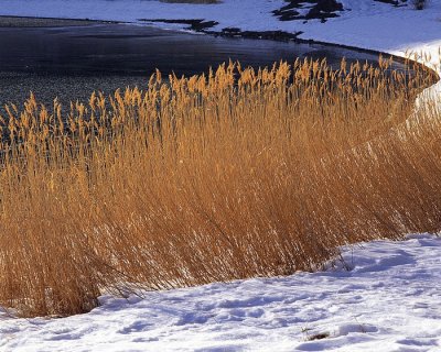 snow and wild grass