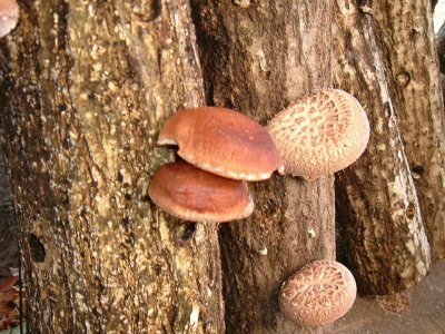 Lentinula Edodes Shiitake