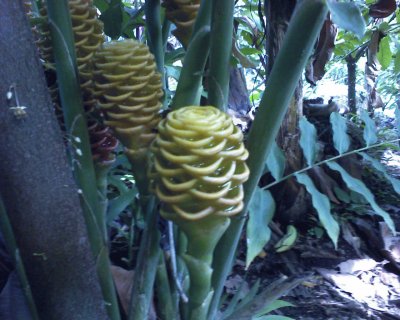 Maracas tropicales