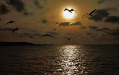 gaviotas al atardecer