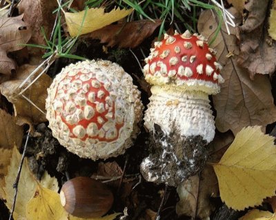 Amanita Muscaria - Chile