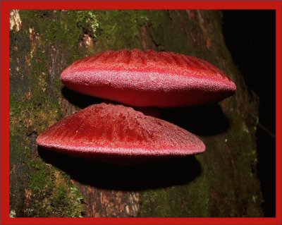 Fistulina Hepatica