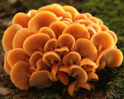 Flammulina Velutipes2 - Asia