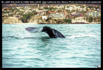 HERMOSA VISITA DE CABO SAN LUCAS, MÃ‰X.