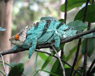 Calumma Parsonii Ste Marie - Madagascar