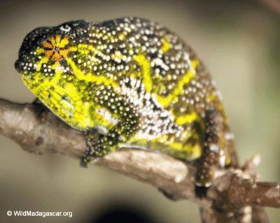 Furcifer Willsii (Female)  - Madagascar