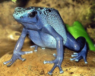 Dendrobates Azureus - Madagascar