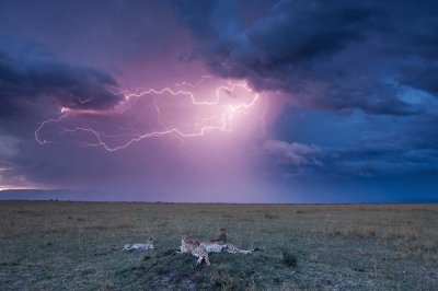 lightning over cheetahs