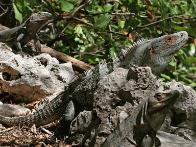 Iguana Rayada - CentroamÃ©rica